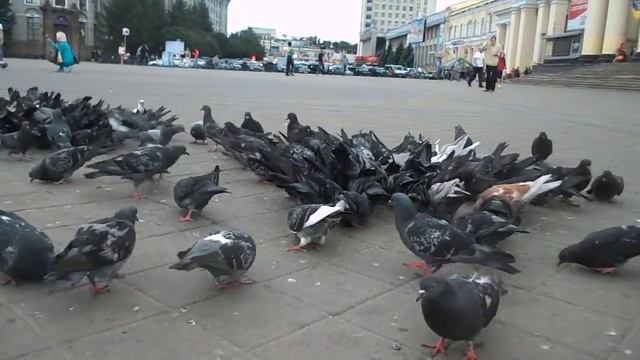 много птиц смотреть онлайн