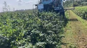 Комбайн для уборки винограда BRAUD