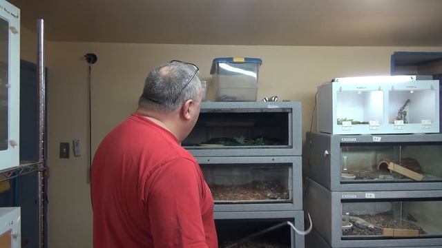 Working with Rhino Vipers смотреть онлайн