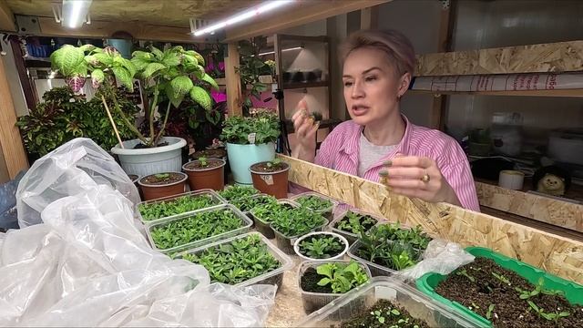 УКОРЕНЯЙТЕ,ЧЕРЕНКУЙТЕ.У ВАС ОБЯЗАТЕЛЬНО ВСЁ ПОЛУЧИТСЯ. смотреть онлайн