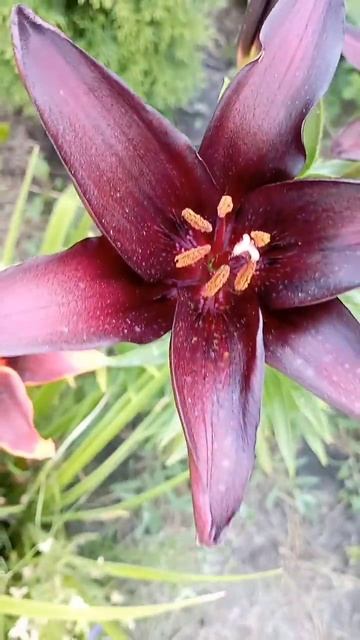 БЛЭК ЧАРМ🖤 азиатская лилия такой цвет имеет когда растет в тени#лилии #многолетники#дача смотреть онлайн