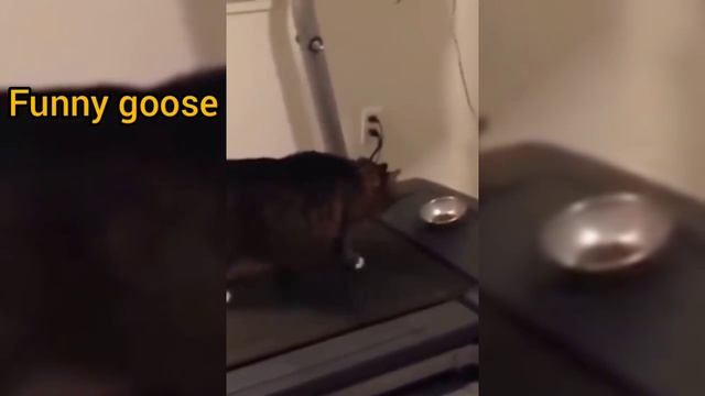 Приколы с животными+озвучка) смотреть онлайн