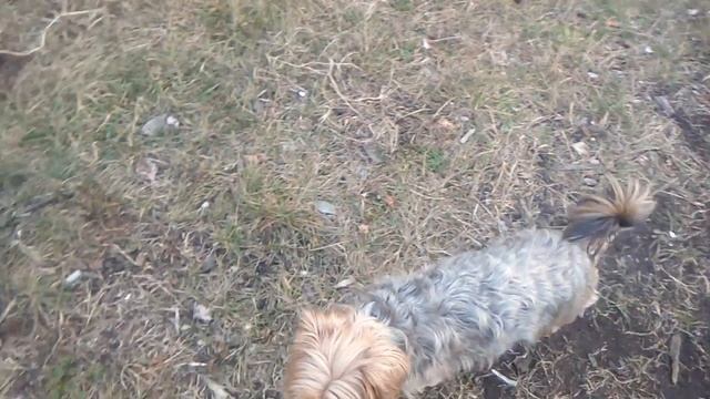 Гуси на озере смотреть онлайн