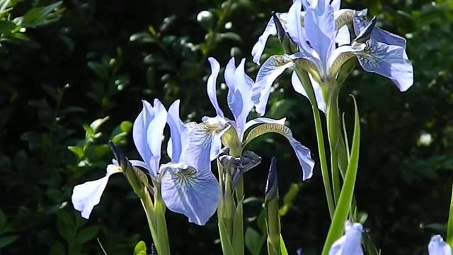 Iris sibirica смотреть онлайн