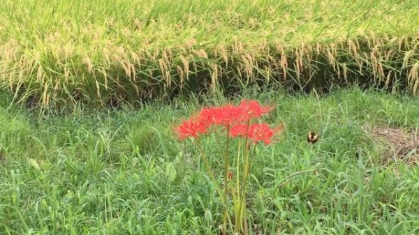 Рис растёт 😉