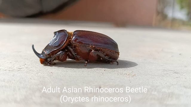 Asiatic Rhinoceros Beetle | Oryctes rhinoceros | Larva & Adult Stage | @tissy1947 смотреть онлайн