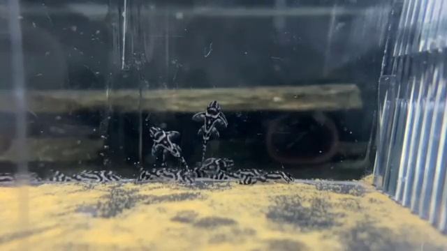Hypancistrus zebra L046 смотреть онлайн