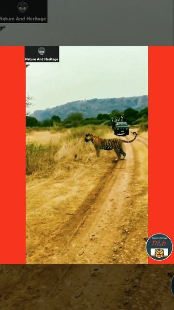 Fierce fight between tiger & king cobra. #NatureAndHeritage🐯. |Wildlife's| |Short's| смотреть онлайн