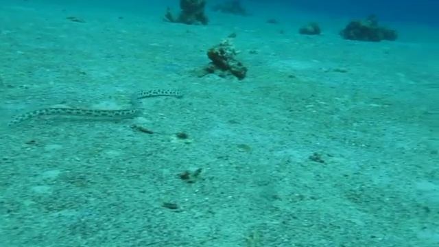 SNAKE.MOV смотреть онлайн