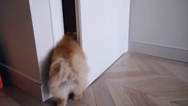 #мотяпродакшен и Пончик отважно ныряют в онлайн-шоппинг