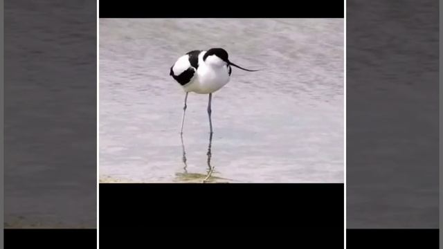 Pied Avoet bird смотреть онлайн