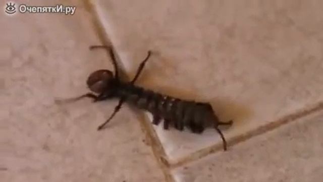 Странний жук (приколи жаху) смотреть онлайн