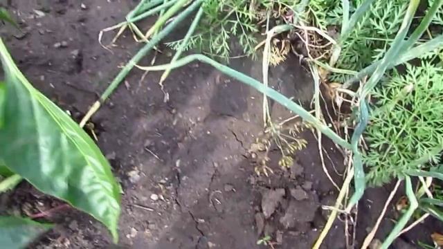 Лук выращенный за один сезон из семян 1 ч смотреть онлайн