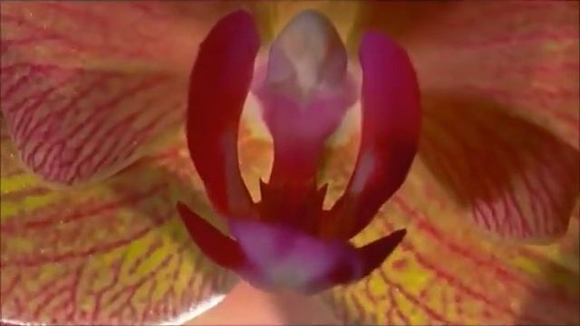 Поздравление с 8 марта