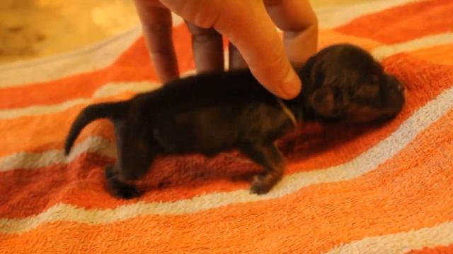 1 кобель желтая нитка (2)