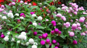 Только ЭТИ ЦВЕТЫ посажу в 2025 году! Неприхотливые цветы, цветущие все лето в саду