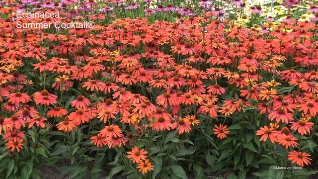 Echinacea Summer Cocktail® - Marco van Noort - 4K смотреть онлайн