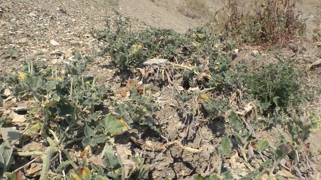 Бешенные огурцы почти поспели. смотреть онлайн