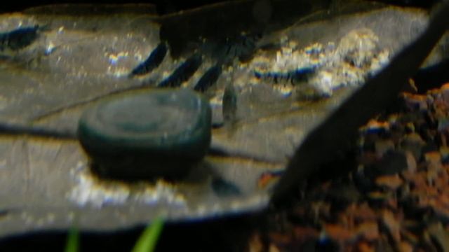 OEBT Shrimps #1 смотреть онлайн