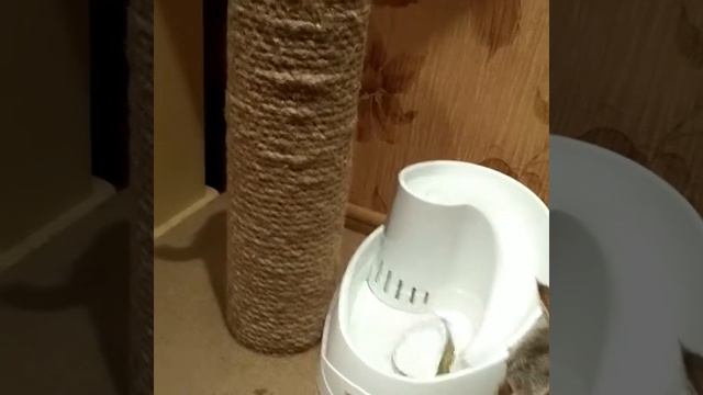 Шотландские кошки & фонтан наше все смотреть онлайн