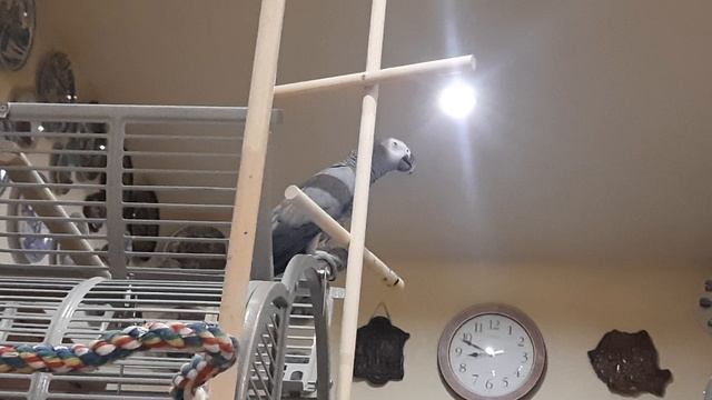 попугай жако ники.mp4