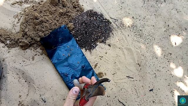 طريقة زراعة المانجو من البذرة بكل سهولة How To Grow Mango From Seed