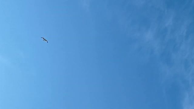 Чайка в небе #shortvideo смотреть онлайн