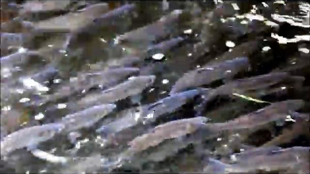 Alewife Festival - Horseshoe Crabs - Viral Version смотреть онлайн