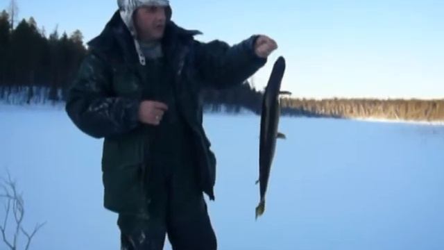 хороший щук!!!!!! 2,5кг
