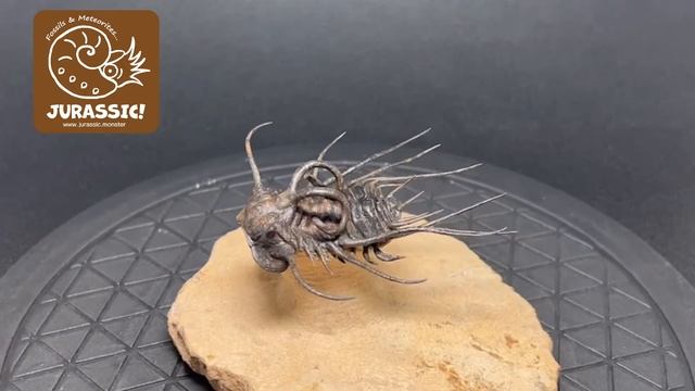 【JURASSIC!】三葉虫【Dicranurus Monstrosus】ディクラヌルス Atchana, Alnif, Morocco【モロッコ王国/古生代デボン紀】化石・隕石販売のジュラシック！
