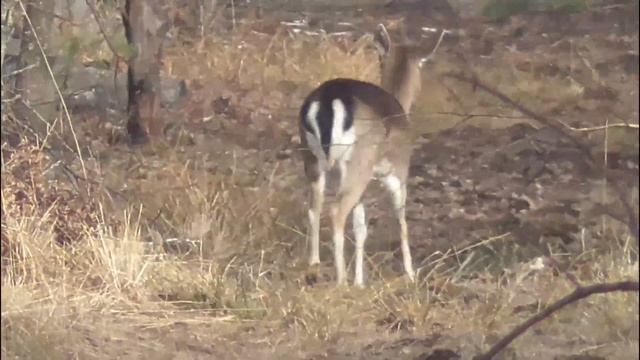 Fallow deer and mouflon смотреть онлайн