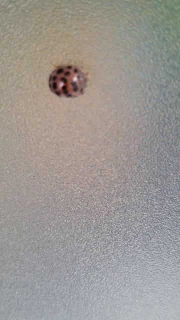 ニジュウヤホシテントウ見つけた／ひーくんののんびりチャンネル смотреть онлайн