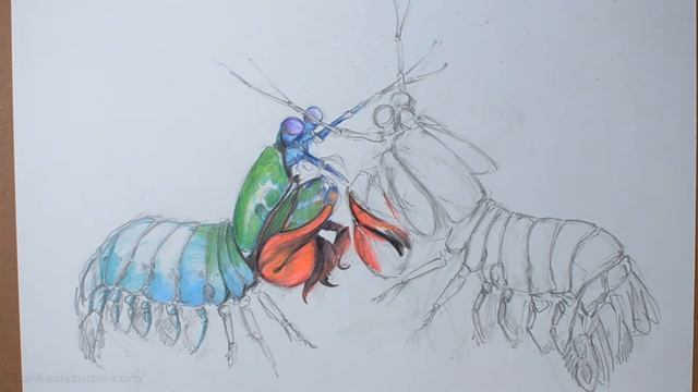 Mantis Shrimp - Time Lapse Drawing - Peacock Mantis Shrimp Illustration смотреть онлайн