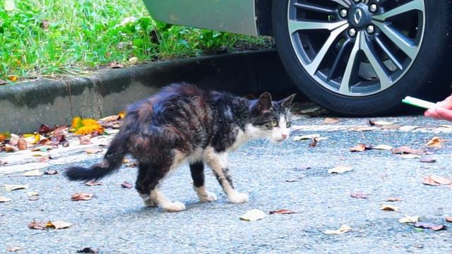 [에피소드 - 02] 새로운 길고양이가 나타났습니다! 길고양이들에게 이름 지어주기 смотреть онлайн
