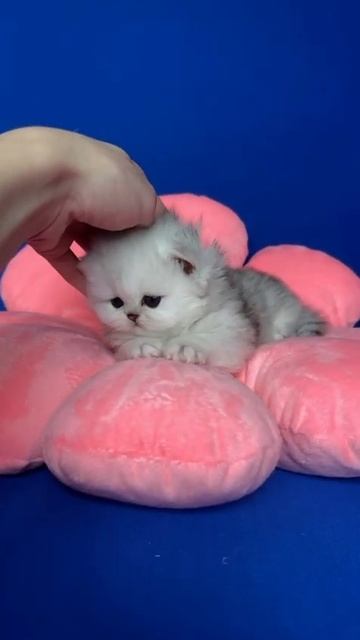 Персидская шиншилла из питомника Murlesk #персидскаяшиншилла #персидскиекотята #murlesk смотреть онлайн