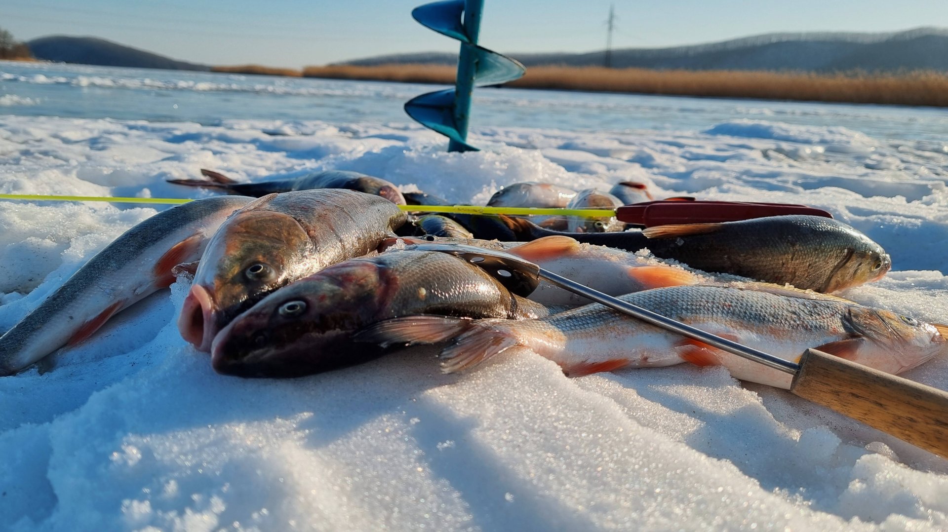 Зимняя Рыбалка 2025! Рыбалка в Приморье. Краснопёрка(Угай)! смотреть онлайн