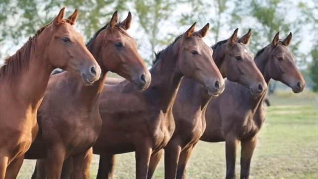 Кони...Владимир Высоцкий смотреть онлайн