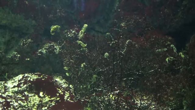 №514 РФ Адлер. Океанариум. Морской конёк смотреть онлайн