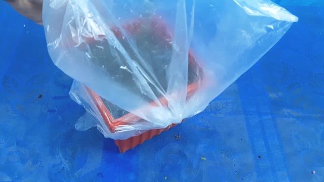 How to grow lemon plant from cutting in a Tomato смотреть онлайн