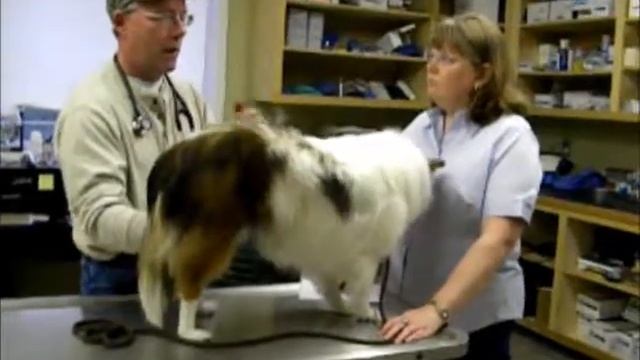 Dr Rust Vaccinations for your dog смотреть онлайн