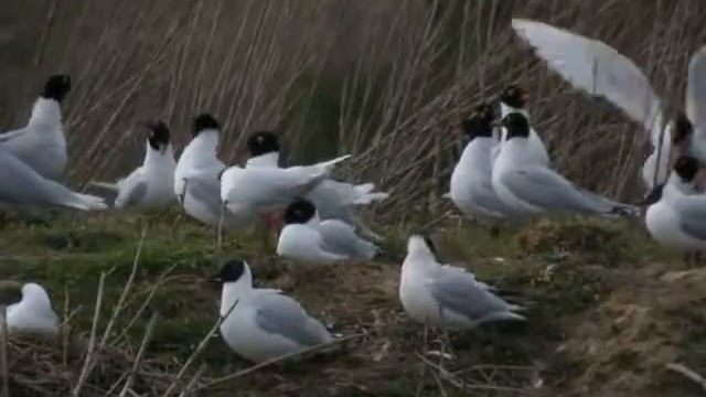 5.4.10 Mouettes mélanocéphales (Larus melanocephalus, Mediterranean Gull) смотреть онлайн