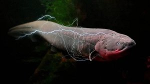 Электрический угорь против крокодила