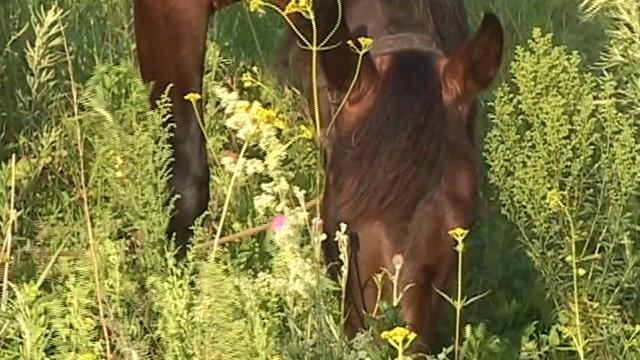 лошадь (конь)_05.54