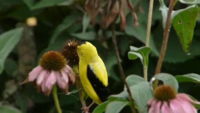 American Goldfinch смотреть онлайн