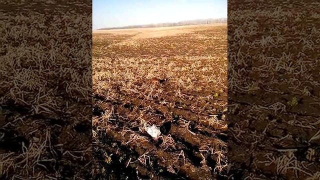 Зарыбление щукой Николаевка