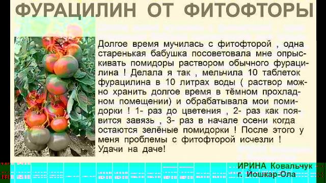 ( 29.06.2019г.) Чеснок !!! Огурцы !!! Помидоры !!! Лук !!! Цветная капуста !!! Брокколи !!! Баклажа смотреть онлайн