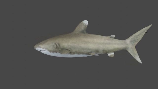 Megalodon Shark смотреть онлайн