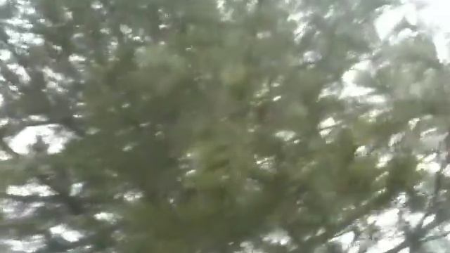 Шум ветра в кедре. смотреть онлайн