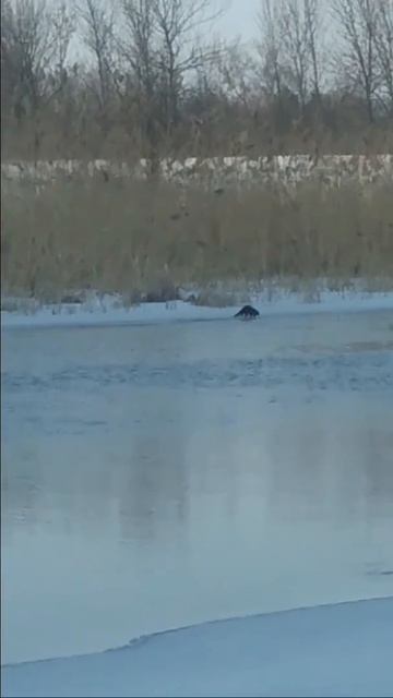 Выдра на речке смотреть онлайн