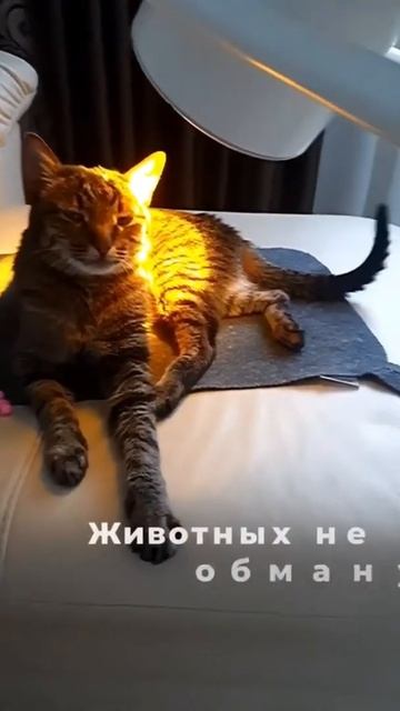 Домашним питомцам также необходима светотерапия! #bioptron #котики #светотерапия #zepter смотреть онлайн